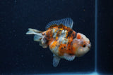 Yuan Bao Oranda  Calico 3.5 Inch (ID#1220Yb10b-59) Free2Day SHIPPING