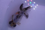 Butterfly  Calico 4 Inch (ID#304B8b-47) Free2Day SHIPPING