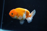 Ranchu  Sakura 3.5 Inch (ID#1008R5c-86) Free2Day SHIPPING