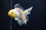 Juvenile Thai Oranda  Lemon Head White 3.5 Inch (ID#408T13b-64) Free2Day SHIPPING