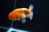 Ranchu  Sakura 3.5 Inch (ID#1008R5c-86) Free2Day SHIPPING