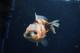 Yuan Bao Oranda  Calico 3.5 Inch (ID#1220Yb10b-59) Free2Day SHIPPING