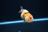 Milk Cow Ranchu  Calico 3.5 Inch (ID#1112R9a-45) Free2Day SHIPPING