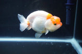 Juvenile Lionchu  Red White 3.5 Inch (ID#1004R11a-30) Free2Day SHIPPING