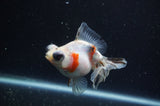 Butterfly  Calico 3.5 Inch (ID#304B8b-48) Free2Day SHIPPING
