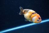 Milk Cow Ranchu  Calico 3.5 Inch (ID#1112R9a-45) Free2Day SHIPPING