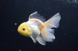 Juvenile Thai Oranda  Lemon Head White 3.5 Inch (ID#408T13b-64) Free2Day SHIPPING
