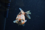 Yuan Bao Oranda  Calico 3.5 Inch (ID#1220Yb10b-59) Free2Day SHIPPING