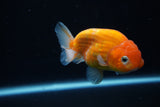 Ranchu  Sakura 3.5 Inch (ID#1008R5c-86) Free2Day SHIPPING