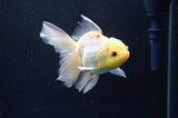 Juvenile Thai Oranda  Lemon Head White 3.5 Inch (ID#408T13b-64) Free2Day SHIPPING