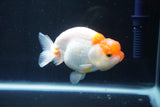 Juvenile Lionchu  Red White 3.5 Inch (ID#1004R11a-30) Free2Day SHIPPING