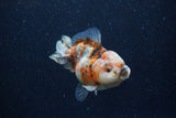 Yuan Bao Oranda  Calico 3.5 Inch (ID#1220Yb10b-59) Free2Day SHIPPING