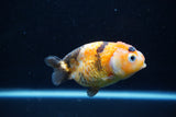 Milk Cow Ranchu  Calico 3.5 Inch (ID#1112R9a-45) Free2Day SHIPPING