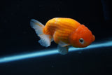 Ranchu  Sakura 3.5 Inch (ID#1008R5c-86) Free2Day SHIPPING