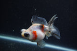 Butterfly  Calico 3.5 Inch (ID#304B8b-48) Free2Day SHIPPING