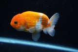 Ranchu  Sakura 3.5 Inch (ID#1008R5c-86) Free2Day SHIPPING