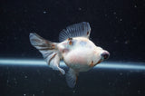 Butterfly  Calico 3.5 Inch (ID#304B8b-48) Free2Day SHIPPING
