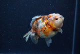 Yuan Bao Oranda  Calico 3.5 Inch (ID#1220Yb10b-59) Free2Day SHIPPING