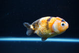 Milk Cow Ranchu  Calico 3.5 Inch (ID#1112R9a-45) Free2Day SHIPPING