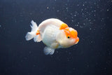 Juvenile Lionchu  Red White 3.5 Inch (ID#1004R11a-30) Free2Day SHIPPING