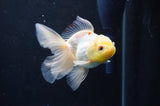 Juvenile Thai Oranda  Lemon Head White 3.5 Inch (ID#408T13b-64) Free2Day SHIPPING