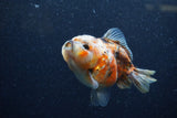 Yuan Bao Oranda  Calico 3.5 Inch (ID#1220Yb10b-59) Free2Day SHIPPING