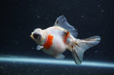 Butterfly  Calico 3.5 Inch (ID#304B8b-48) Free2Day SHIPPING