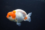 Juvenile Lionchu  Red White 3.5 Inch (ID#1004R11a-30) Free2Day SHIPPING