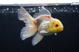 Juvenile Thai Oranda  Lemon Head White 3.5 Inch (ID#408T13b-64) Free2Day SHIPPING