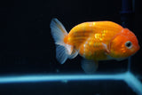 Ranchu  Sakura 3.5 Inch (ID#1008R5c-86) Free2Day SHIPPING