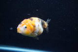 Milk Cow Ranchu  Calico 3.5 Inch (ID#1112R9a-45) Free2Day SHIPPING