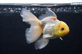 Juvenile Thai Oranda  Lemon Head White 3.5 Inch (ID#408T13b-64) Free2Day SHIPPING
