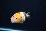 Milk Cow Ranchu  Calico 3.5 Inch (ID#1112R9a-45) Free2Day SHIPPING