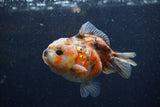 Yuan Bao Oranda  Calico 3.5 Inch (ID#1220Yb10b-59) Free2Day SHIPPING