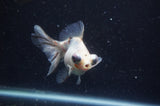 Butterfly  Calico 3.5 Inch (ID#304B8b-48) Free2Day SHIPPING