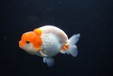 Juvenile Lionchu  Red White 3.5 Inch (ID#1004R11a-30) Free2Day SHIPPING