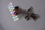 Butterfly  Calico 3.5 Inch (ID#1227B8b-43) Free2Day SHIPPING