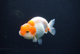 Juvenile Lionchu  Red White 3.5 Inch (ID#1004R11a-30) Free2Day SHIPPING