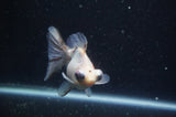 Butterfly  Calico 3.5 Inch (ID#304B8b-48) Free2Day SHIPPING