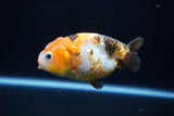 Milk Cow Ranchu  Calico 3.5 Inch (ID#1112R9a-45) Free2Day SHIPPING