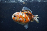 Yuan Bao Oranda  Calico 3.5 Inch (ID#1220Yb10b-59) Free2Day SHIPPING