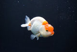 Juvenile Lionchu  Red White 3.5 Inch (ID#1004R11a-30) Free2Day SHIPPING