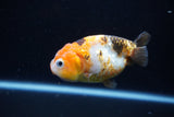 Milk Cow Ranchu  Calico 3.5 Inch (ID#1112R9a-45) Free2Day SHIPPING