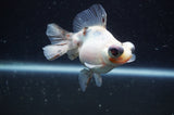 Butterfly  Calico 3.5 Inch (ID#304B8b-48) Free2Day SHIPPING