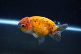 Ranchu  Calico 3 Inch (ID#1004R5c-87) Free2Day SHIPPING