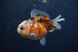 Yuan Bao Oranda  Calico 3.5 Inch (ID#1220Yb10b-59) Free2Day SHIPPING