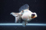Butterfly  Calico 3.5 Inch (ID#304B8b-48) Free2Day SHIPPING
