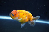 Ranchu  Calico 3 Inch (ID#1004R5c-87) Free2Day SHIPPING