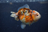 Yuan Bao Oranda  Calico 3.5 Inch (ID#1220Yb10b-59) Free2Day SHIPPING