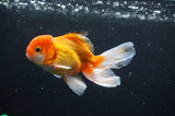 Juvenile Thai Oranda  Red White 4 Inch (ID#408T13b-65) Free2Day SHIPPING